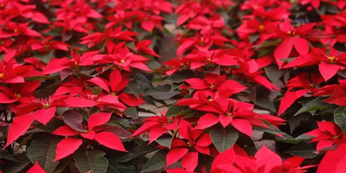 En contraste con el año pasado, cuando se produjeron aproximadamente 1 millón 500 mil flores, este año se cultivaron 2 millones de nochebuenas.