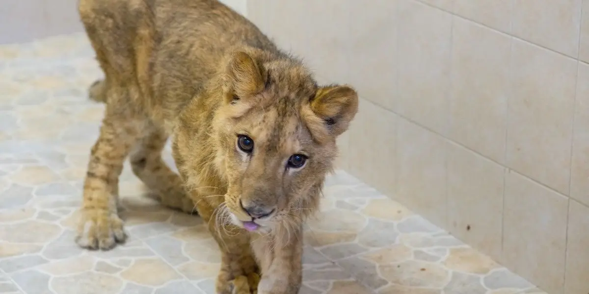 En lo que va del año han sido rescatadas 20 especies de animales silvestres por personal de la Dirección de Medio Ambiente y Ecología en Ecatepec,