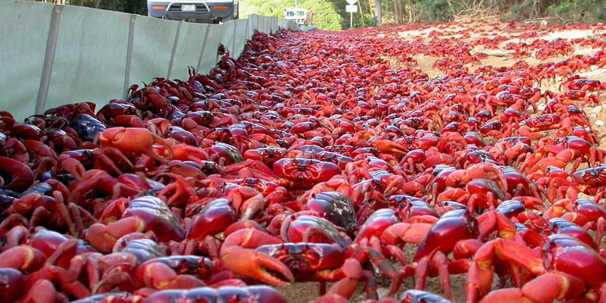 Millones de cangrejos cubre puentes y carreteras en Australia en su camino al océano para reproducirse