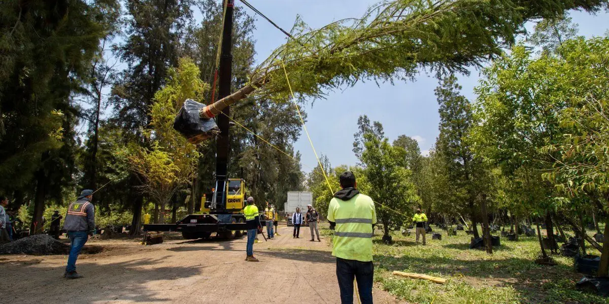 Estas son las actividades que habrán durante la plantación del Ahuehuete en Paseo de la reforma.