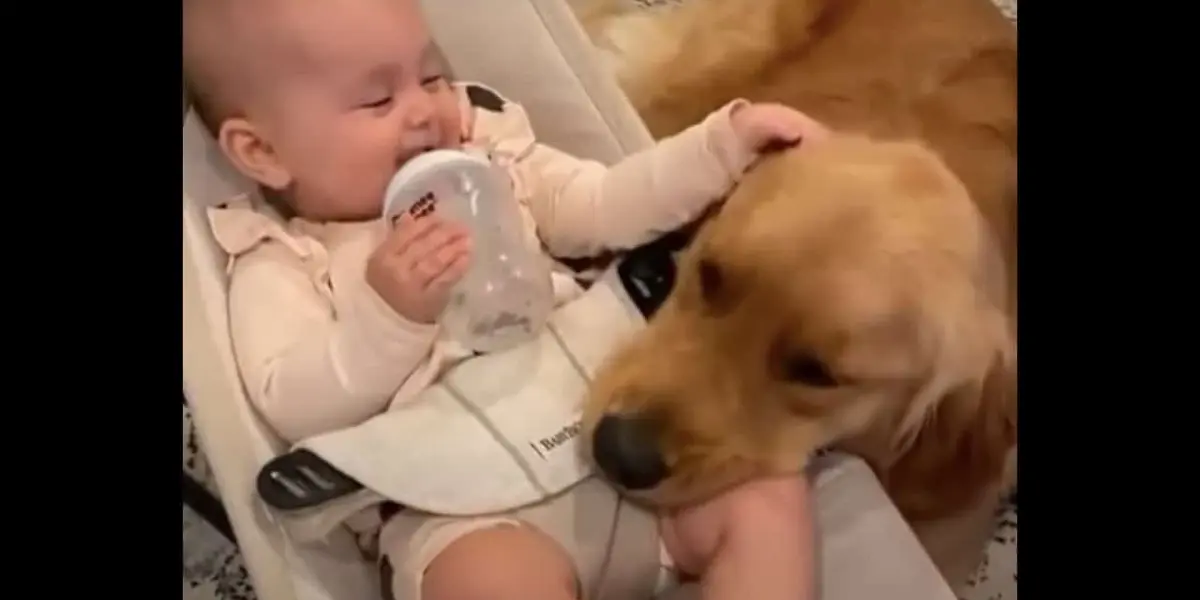 Perro cuida a un bebé en ausencia de su madre