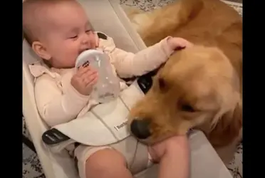 Este animal no sólo se encarga de cuidar la casa sino que además es una excelente niñera.