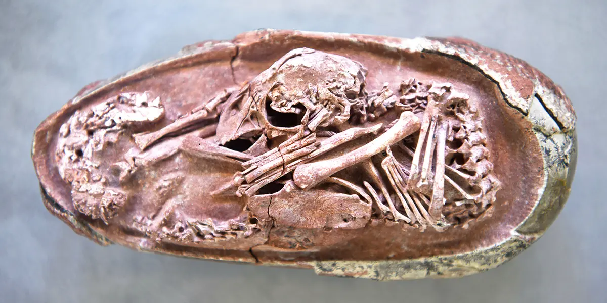 Fue descubierto en Ganzhou, una ciudad al sur de China, y los investigadores estiman que tiene al menos 66 millones de años.