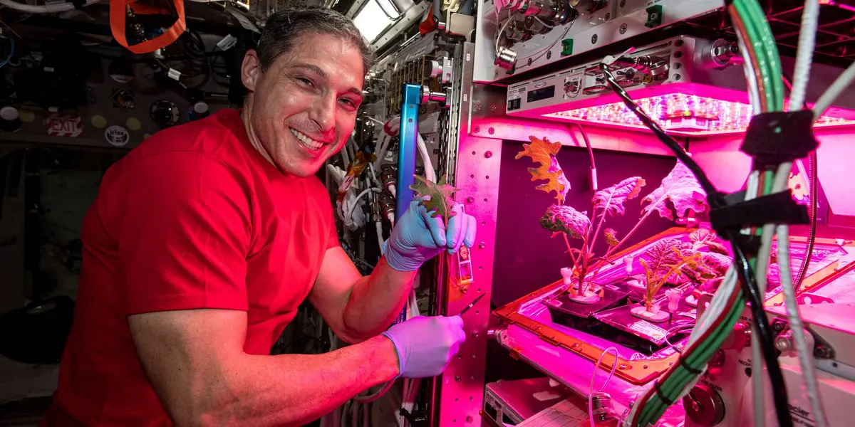 Fue el astronauta Kjell Lindgren quien por primera vez en la historia aplicó el sistema de crecimiento de plantas Veggie.