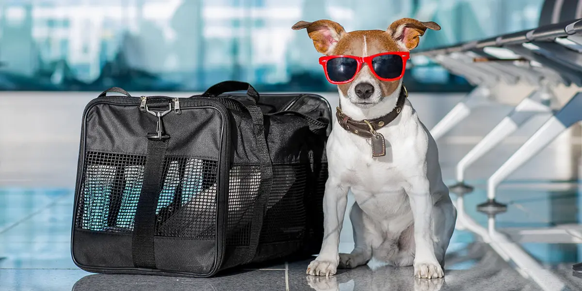 Hasta hace no mucho, los perros tenían que viajar en transportadora junto a todo el equipaje, incidentes populares de aerolíneas extraviando perros o en los que estos salían lastimados e incluso algunos fallecían, cambiaron un poco las cosas y lentamente ahora es posible viajar con ellos en cabina.