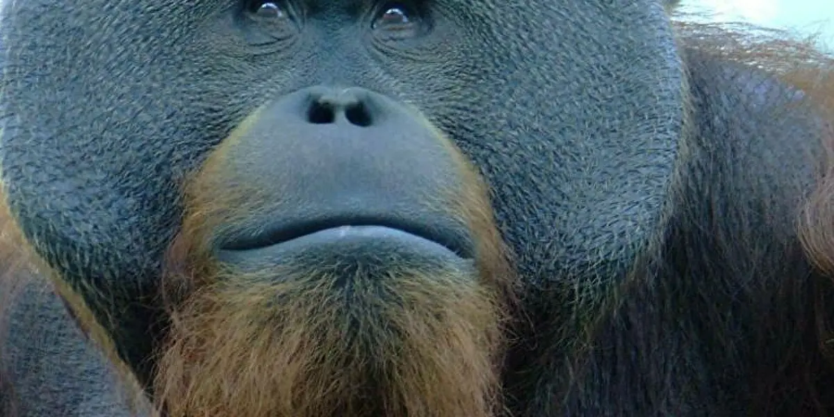 Muere Toto el orangután del Zoológico de Chapultepec a la edad de 29 años y 11 meses