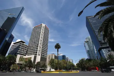 La jefa de Gobierno de la Ciudad de México, Claudia Sheinbaum, informó que será un ahuehuete el árbol que ocupe el lugar de la palma que por decenas de años estuvo sobre Paseo de la Reforma.