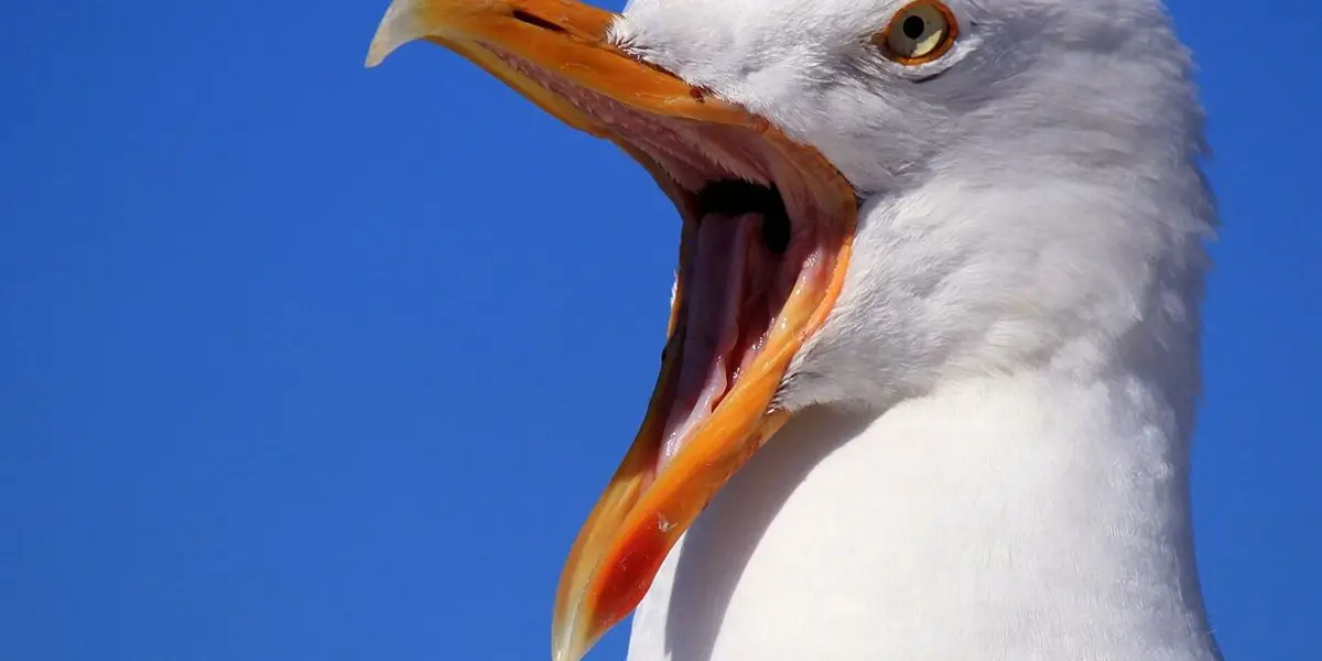 La mujer decidó hacer justicia con mano propia y se le ocurrió una insólita manera de molestar a sus vecinos.