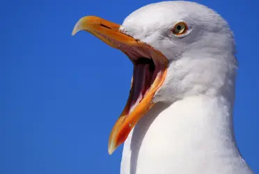 La mujer decidó hacer justicia con mano propia y se le ocurrió una insólita manera de molestar a sus vecinos.