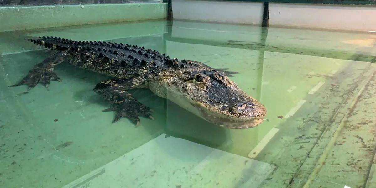 La mujer fue mordida por el reptil pero un hombre se enfrentó al animal y esto fue lo que pasó.