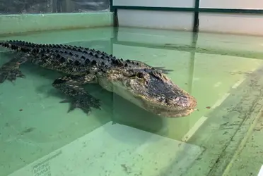 La mujer fue mordida por el reptil pero un hombre se enfrentó al animal y esto fue lo que pasó.