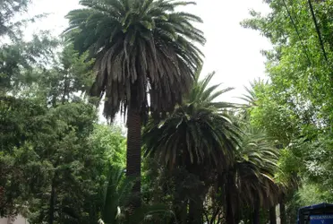 La Secretaría del Medio Ambiente de la Ciudad de México informó que se invirtieron 60 millones de pesos para el mantenimiento y atención integral de un total de 12 mil 302 palmeras