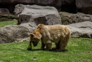 Pierde la vida uno de los osos del Zoológico de Chapultepec