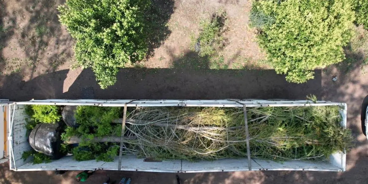 La Secretaría del Medio Ambiente (Sedema), dio a conocer que el árbol ya se encuentra reposando en el Vivero Nezahualcóyotl.