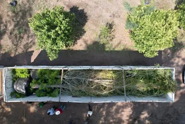 La Secretaría del Medio Ambiente (Sedema), dio a conocer que el árbol ya se encuentra reposando en el Vivero Nezahualcóyotl.