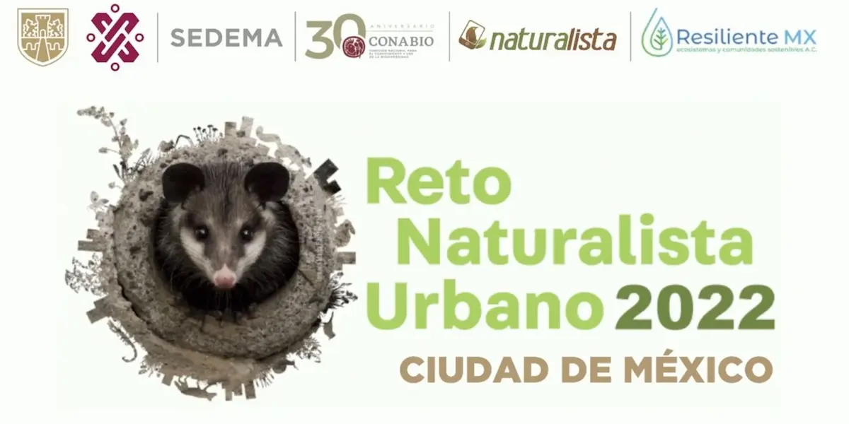 La Secretaría del Medio Ambiente (Sedema) presentó el el Reto Naturalista Urbano 2022 que, del 29 de abril al 08 de mayo, fomentará la participación ciudadana para la construcción de una ciudad conectada con la naturaleza.
