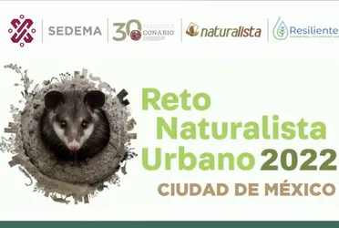 La Secretaría del Medio Ambiente (Sedema) presentó el el Reto Naturalista Urbano 2022 que, del 29 de abril al 08 de mayo, fomentará la participación ciudadana para la construcción de una ciudad conectada con la naturaleza. 