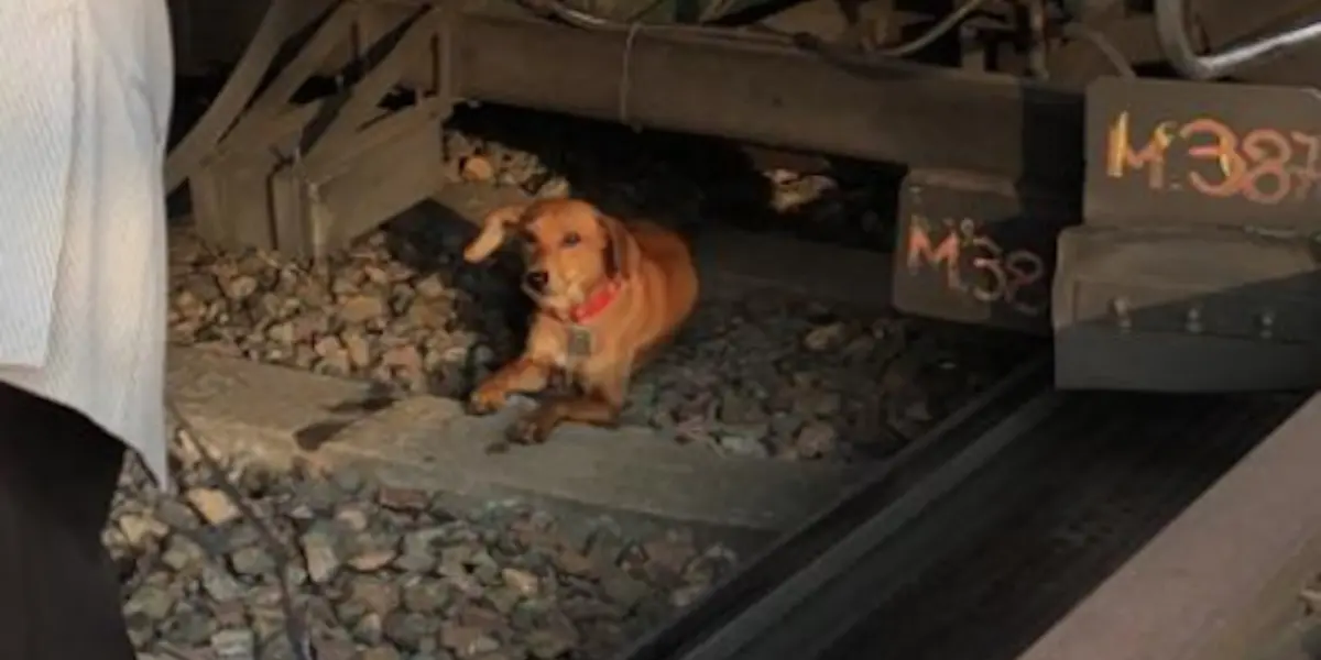 La SSC informó que los elementos de la Policía Bancaria e Industrial coordinaron el apoyo y resguardaron sano y salvo al lomito.