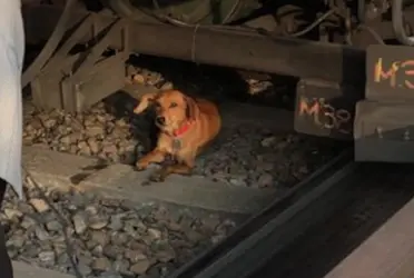 La SSC informó que los elementos de la Policía Bancaria e Industrial coordinaron el apoyo y resguardaron sano y salvo al lomito.