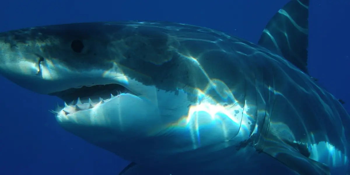 La víctima pudo librarse del ataque del animal, no obstante sufrió varias lesiones en el pie.