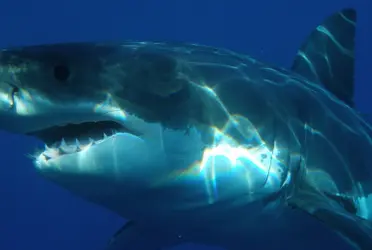 ¡Increíble! Captan el momento en que un tiburón salta del agua para atacar a un hombre