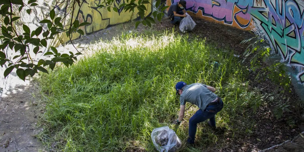 Las actividades en estas áreas verdes iniciaron con la barranca Becerra Tepecuache, sección La Loma, localizada en la alcaldía Álvaro Obregón.
