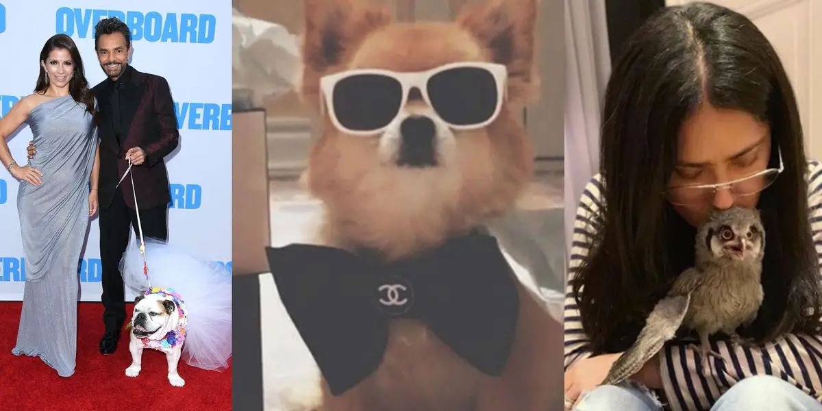 Las mascotas de famosos que llevan una vida excéntrica al lado de sus amos