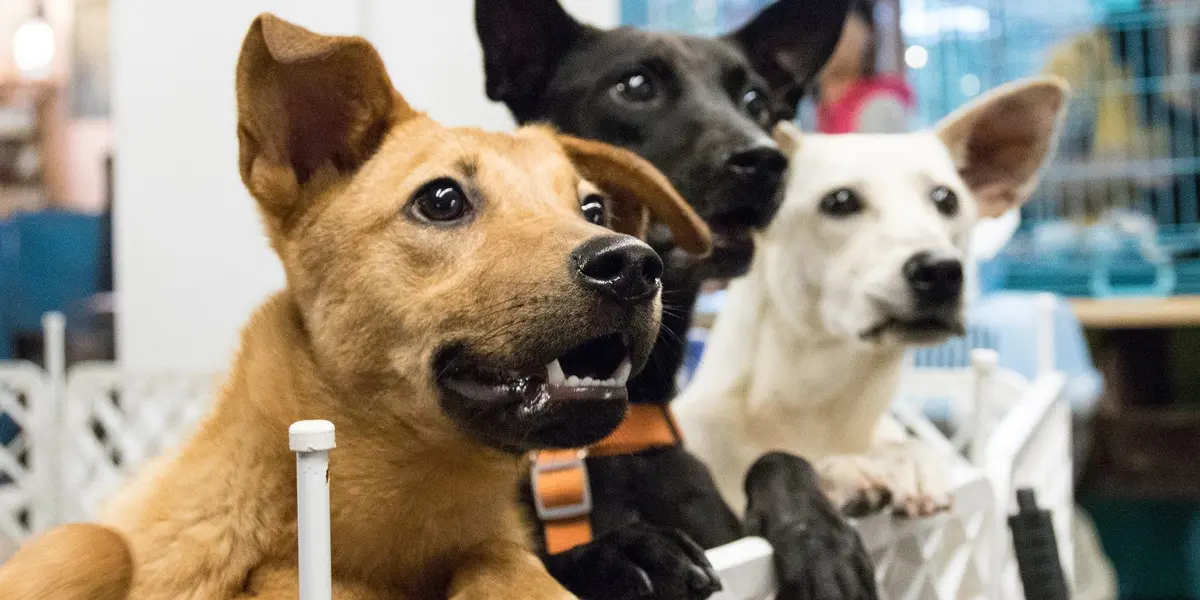 Los cerebros de los perros no produjeron ninguna señal significativa en los primeros 250 milisegundos, el tiempo en el que los humanos procesan las cualidades del sonido.