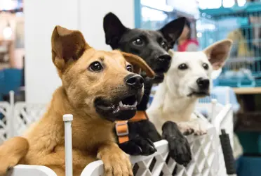 Los cerebros de los perros no produjeron ninguna señal significativa en los primeros 250 milisegundos, el tiempo en el que los humanos procesan las cualidades del sonido.