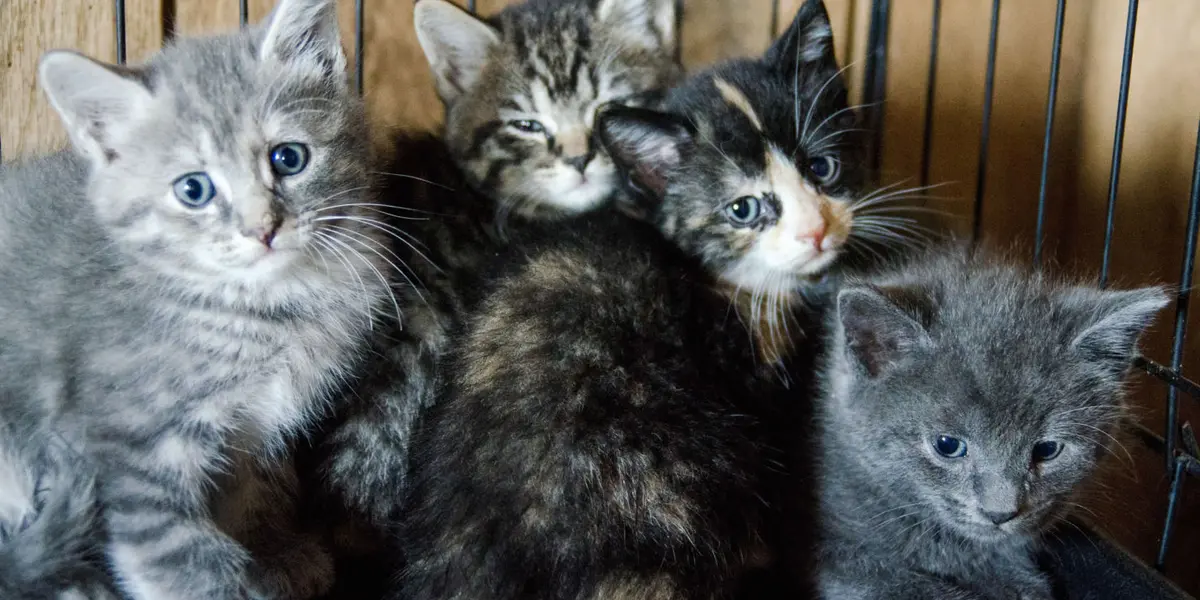 Los gatos tienen un impacto ambiental demasiado fuerte, son animales que rápidamente pueden acabar con otras especies, si tienes, trata de no dejarlos salir.