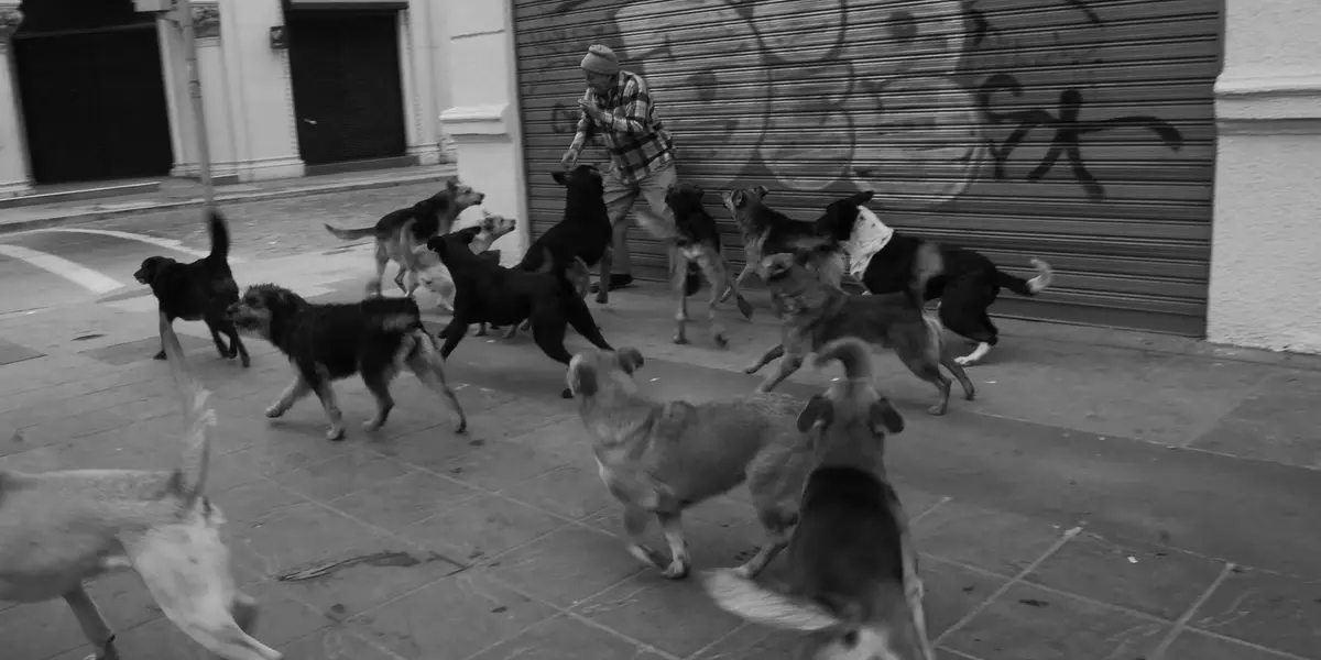 Los perros son una de las mascotas de la Ciudad de México y también es una de las entidades con mayor robo de canes.