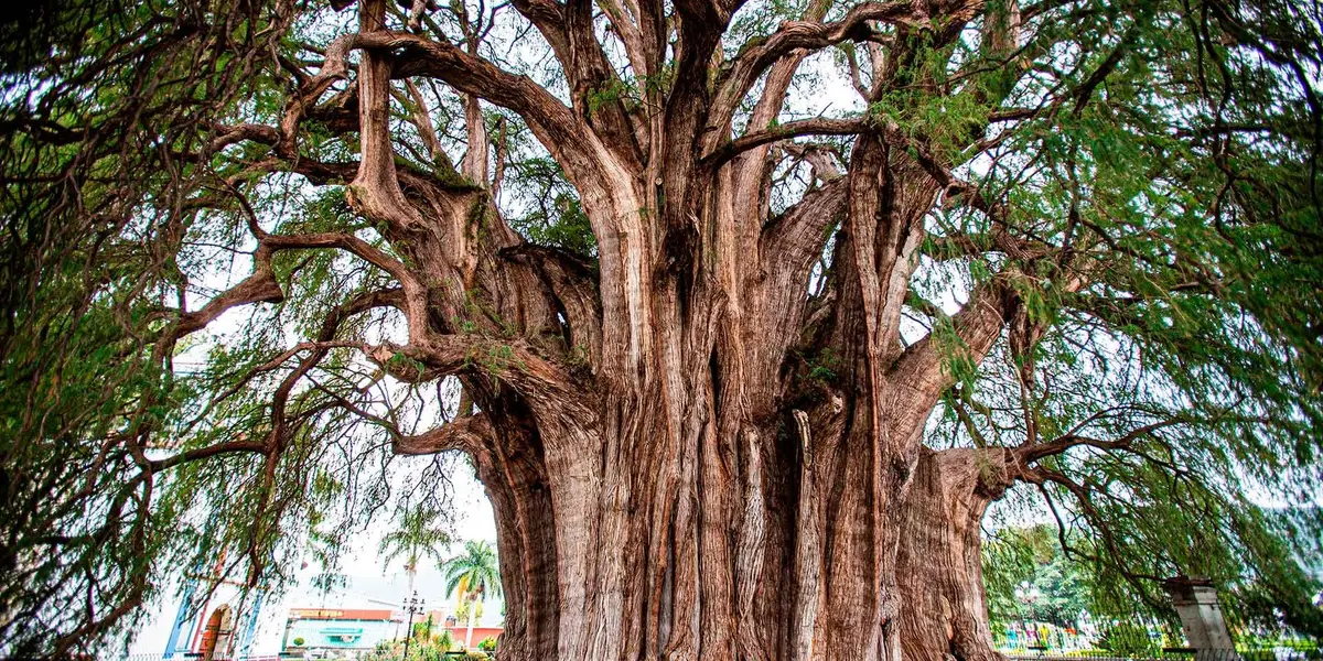 Marina Robles detalló que el nuevo ahuehuete es un árbol 20 años de vida, que mide unos 12 metros.