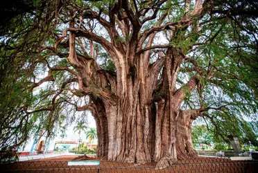 Marina Robles detalló que el nuevo ahuehuete es un árbol 20 años de vida, que mide unos 12 metros.
