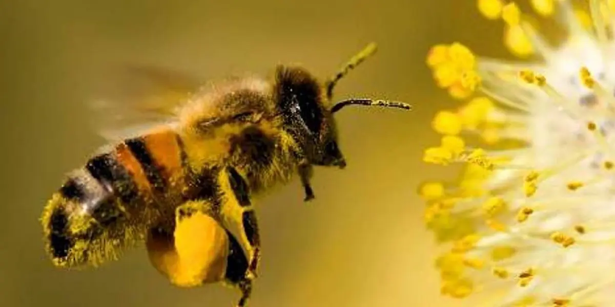 Organizaciones de la ONU y asociaciones del sector se reunieron para compartir sus experiencias en el apoyo de los sistemas de apicultura.