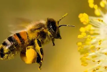 Organizaciones de la ONU y asociaciones del sector se reunieron para compartir sus experiencias en el apoyo de los sistemas de apicultura.