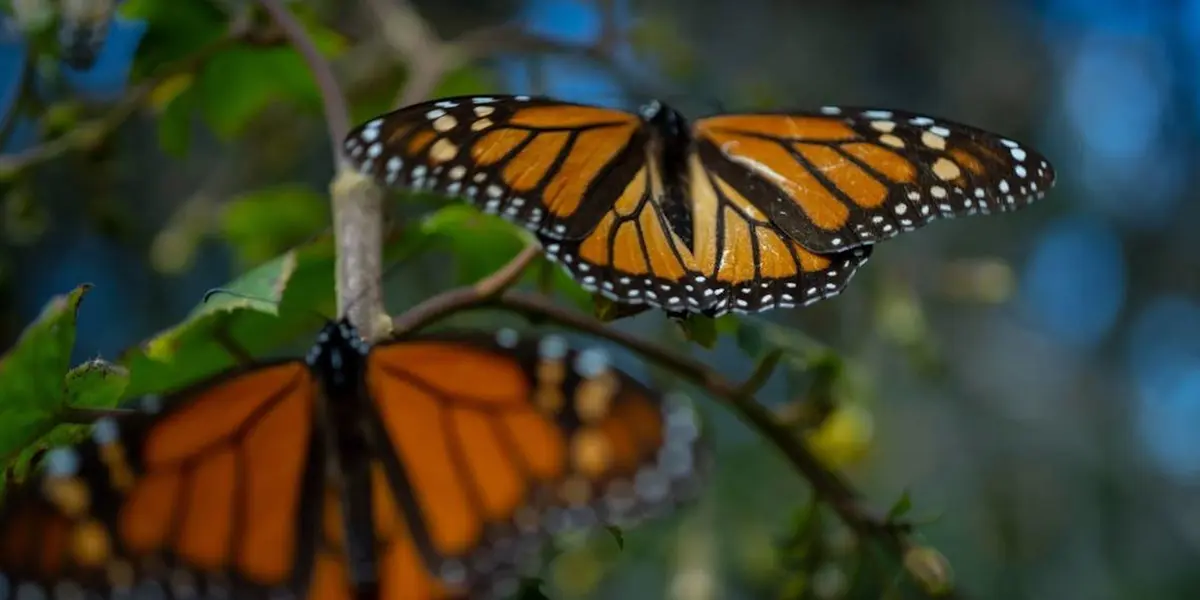 Para poder verlas, las fechas van del 27 de noviembre de 2021 al 31 de marzo de 2022, cuando las monarca que vienen desde Estados Unidos y Canadá emprenden su viaje de vuelta.