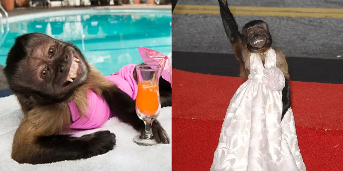 Por más absurdo que parezca, esta mona cobra sueldos millonarios por actuar en Hollywood