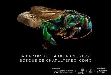 Se trata de ‘Insecta Festival del Bosque’ que se llevará a cabo del 14 al 17 de abril en la Primera y Segunda Sección del Bosque de Chapultepec