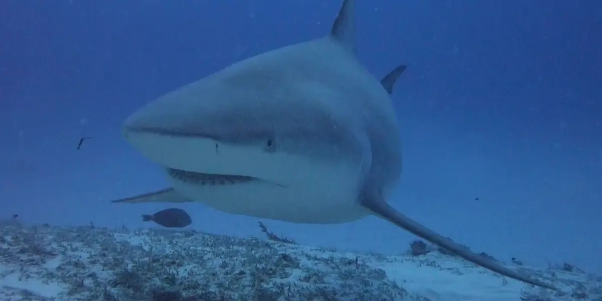 Encuentran un tiburón blanco de cinco metros abandonado en un parque acuático
