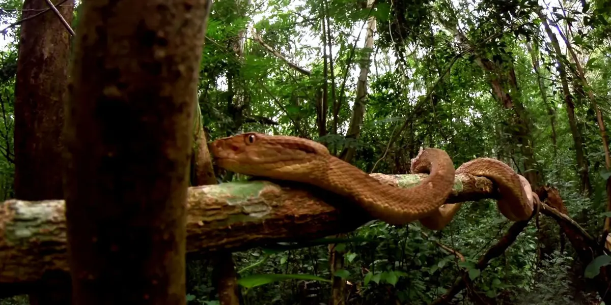 La Isla Mortal en Brasil debe su fama a uno de los animales más peligrosos del planeta