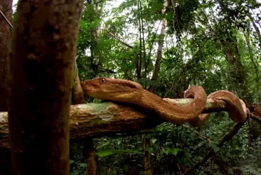 Se trata de un lugar prohibido para los turistas, el motivo es que existen un animal venenosa por metro cuadrado.