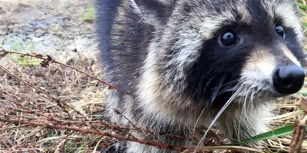 Se trata de un tierno animal que fue capturado mientras robaba comida. Su tierna reacción al ser descubierto se volvió viral.