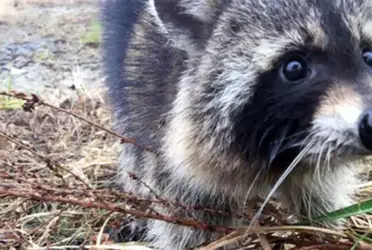 Se trata de un tierno animal que fue capturado mientras robaba comida. Su tierna reacción al ser descubierto se volvió viral.
