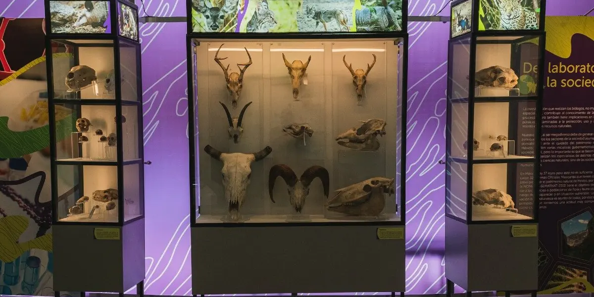 Se trata del proyecto arquitectónico más importante en Latinoamérica en temas de biodiversidad y con el cual la Universidad Nacional Autónoma de México.