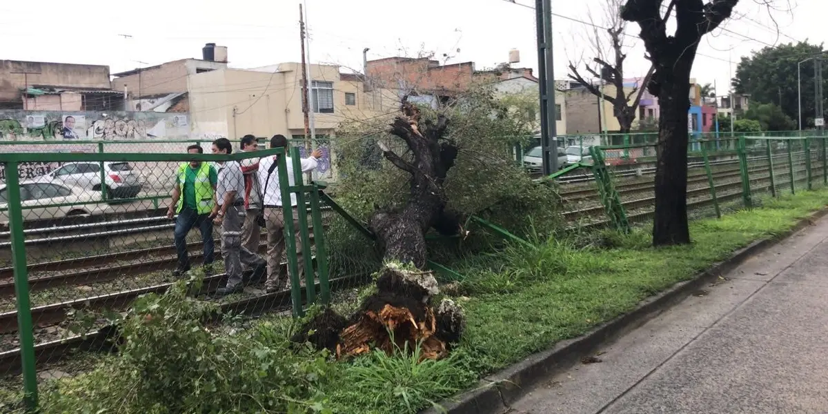Se trataba de ejemplares maduros, e n su mayoría naranjos, que cubrían el camellón, un tramo de aproximadamente 200 metros desde el ingreso a la empresa Maseca hasta las vías.