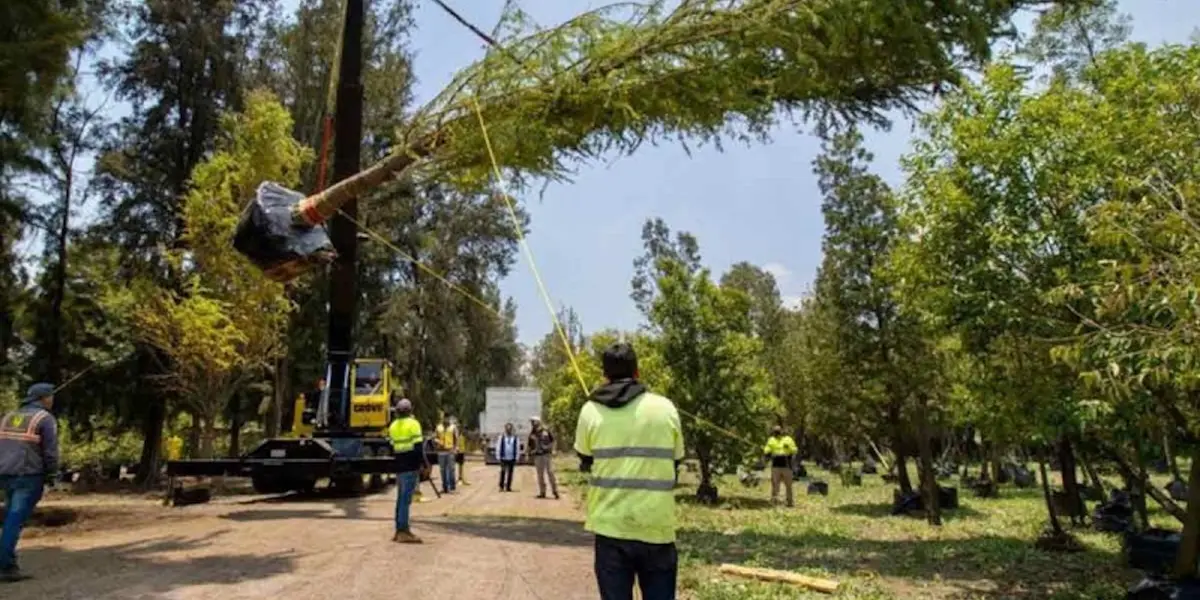 Será a principios del mes de junio durante el Día Mundial del Medio Ambiente, que el ahuehuete sustituirá a la palma en la glorieta de Paseo de la Reforma,