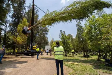 Será a principios del mes de junio durante el Día Mundial del Medio Ambiente, que el ahuehuete sustituirá a la palma en la glorieta de Paseo de la Reforma,