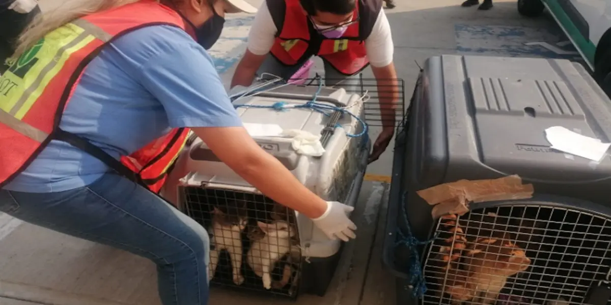 Tras el incendio en el mercado de Sonora en el Centro Histórico de la CDMX el pasado 5 de noviembre, hay un tema que salió a flote y es que muchos animales sufrieron las consecuencias del incidente debido a que se encontraban enjaulados para su venta en este mercado.