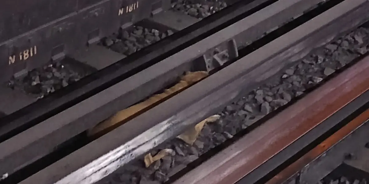 Tras su rescate, el perrito fue puesto a resguardo de personal de Protección Civil, quienes lo entregaron al Centro de Transferencia Canina (CTC) del Metro.