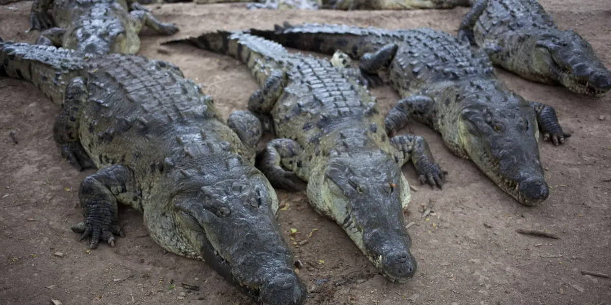 Un hombre ingresó a un estanque lleno de cocodrilos y esto fue lo que pasó